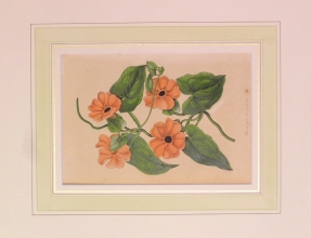PX84 - Thunbergia Aurantiaca