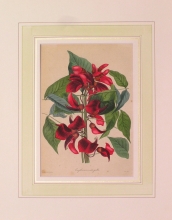 PX85 - Erythrina Cristagalli