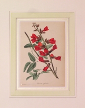 PX86 - Kennedia Splendens