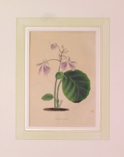 PX87 - Impatiens Scapiflora
