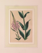 PX89 - Physostegia Imbricata