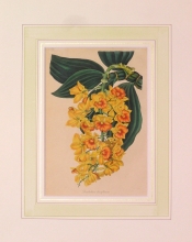 PX92 - Dendrobium Densiflorum