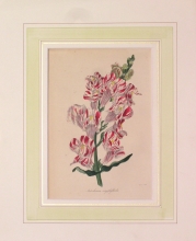 PX96 - Antirrhinum Caryophylloides