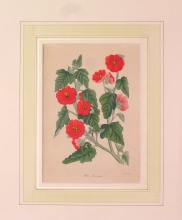 PX97 - Malva Munroana