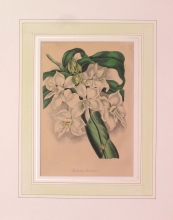 PX98 - Epidendrum Bicornutum