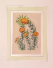 PX99 - Eutaxia Pungens