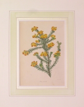 PX100 - Aotus Ericoides