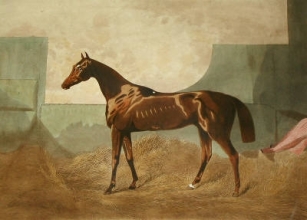 V414 - Gladiateur
