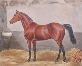E252 - Melton at Stud