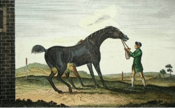 A037M - Pilgrim