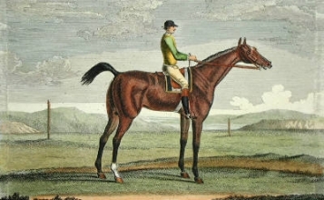 A037H - Antelope