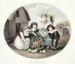 B121F - Feeding Chicken