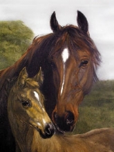 F220 - Thoroughbred (Large)