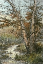 T853B - Silver Beeches