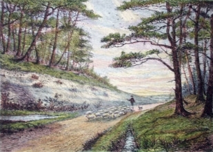 P264 - Lane Near The New Forest