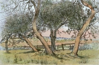 L252 - Withies in the Fields
