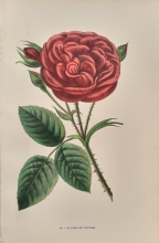 RS29 - Gloire de Ducher