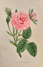 RS30 - Rose Cent Feuilles Moussue